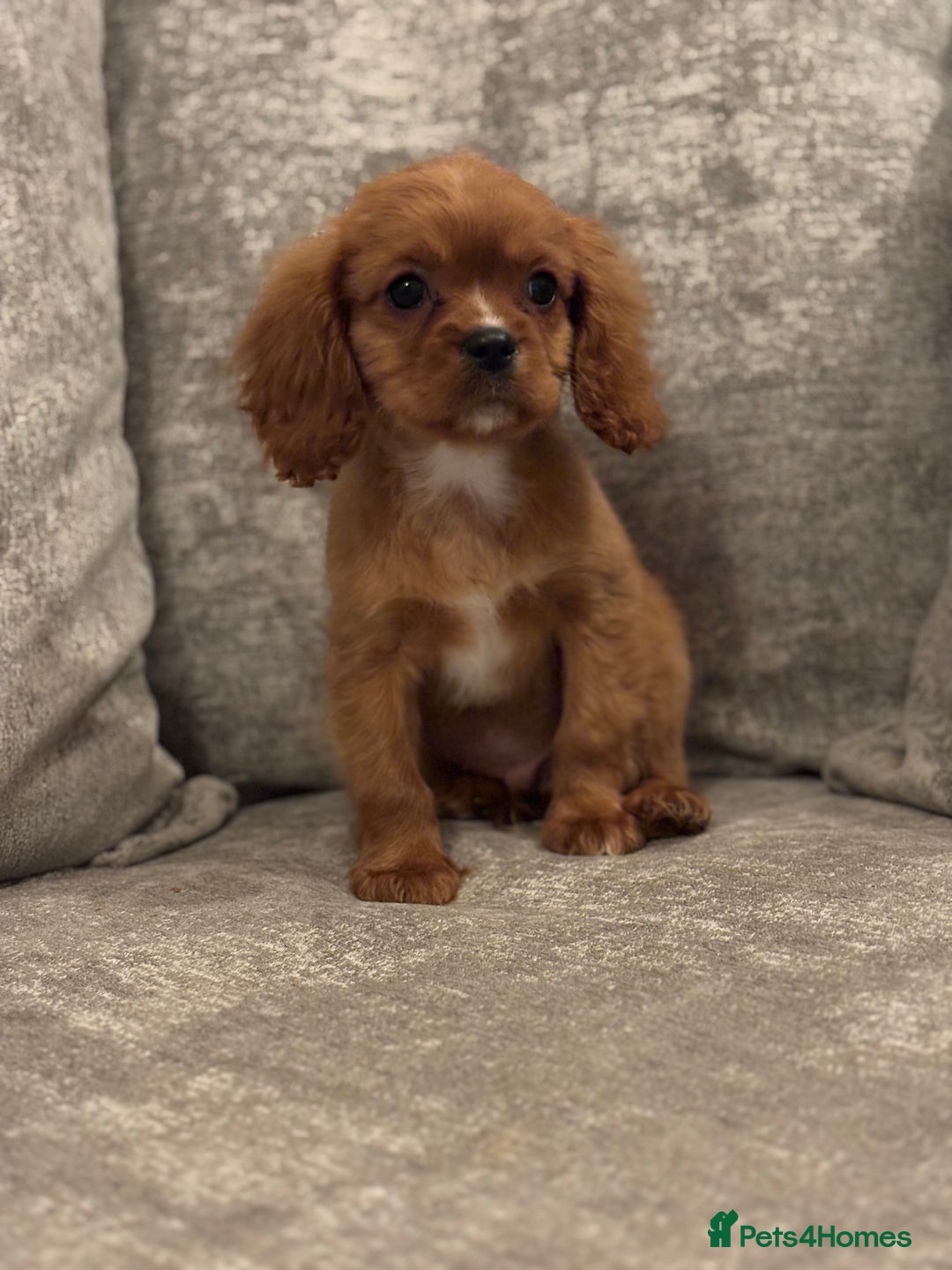 Cavalier King Charles Spaniel dogs for sale: CAVALIER KING CHARLES SPANIEL PUPPIES - Advert 5
