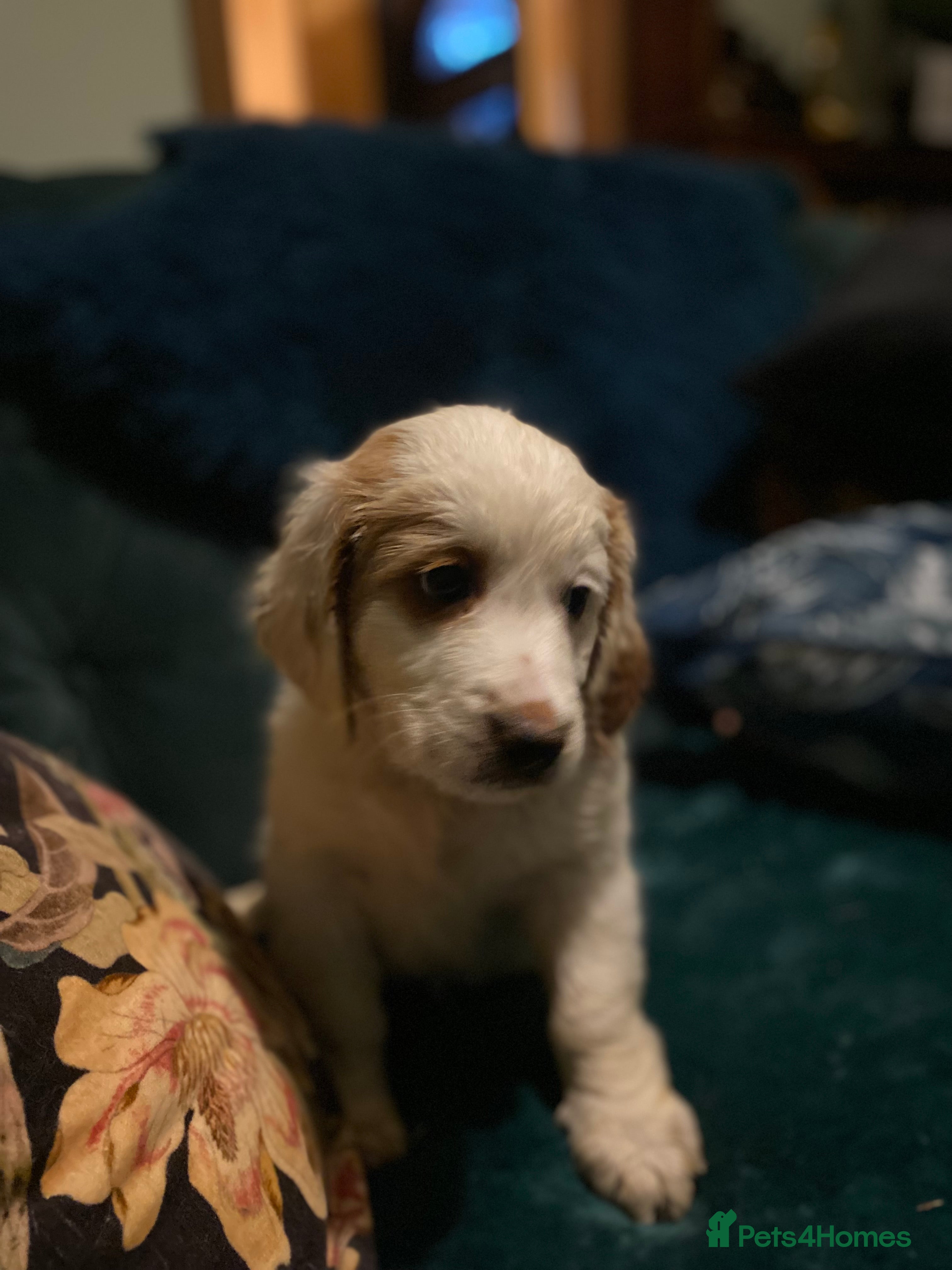 Clumber Spaniel dogs Clumber x puppies ready to leave 23/12/25 - Advert 1