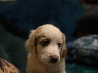 Clumber Spaniel dogs Clumber x puppies ready to leave 23/12/25 - Advert 13