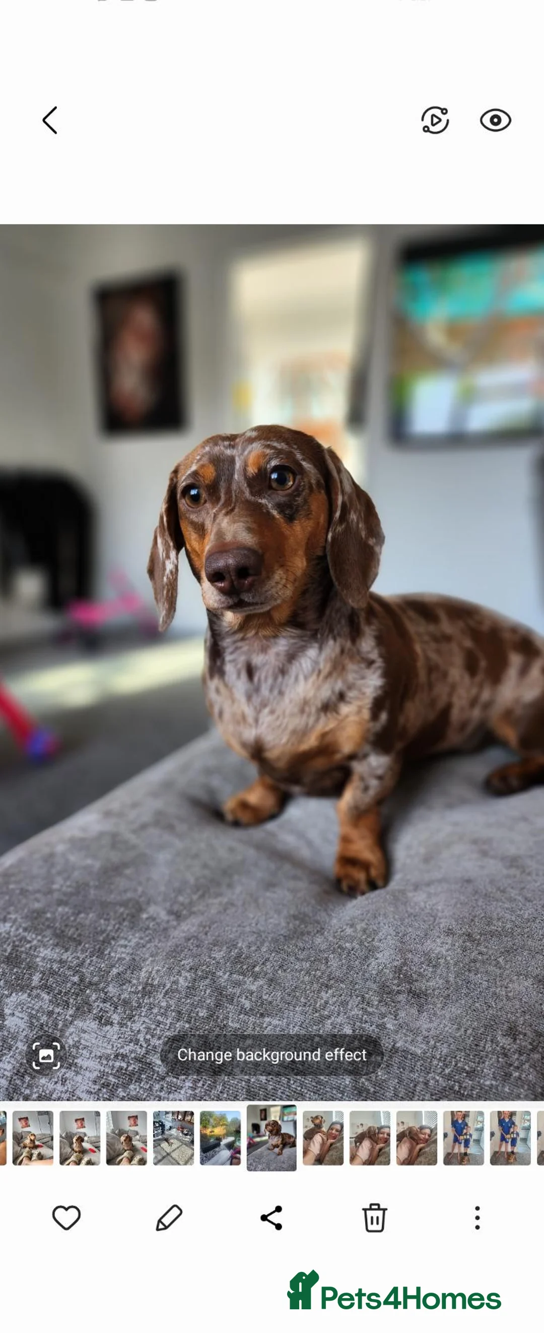 Miniature Dachshund dogs for sale: Stunning chocco mini Daxies 2🩷🩷 2💙💙 - Advert 2