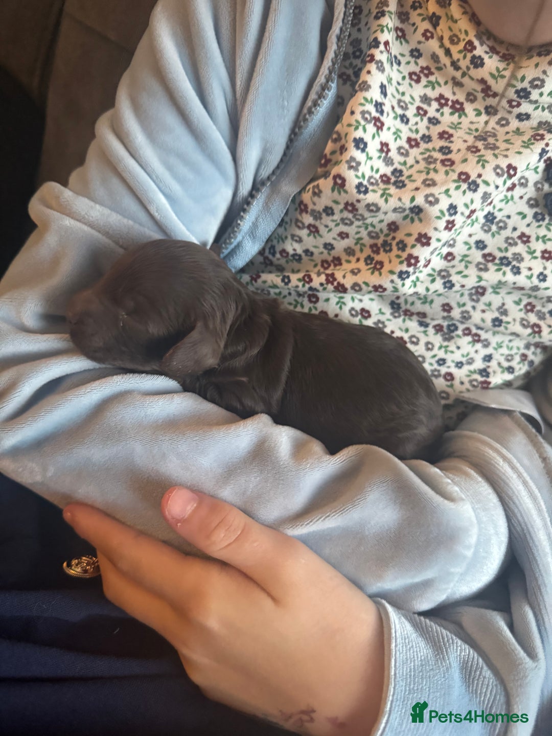 Cockapoo dogs for sale: Beautiful F1b cockapoos  - Advert 17