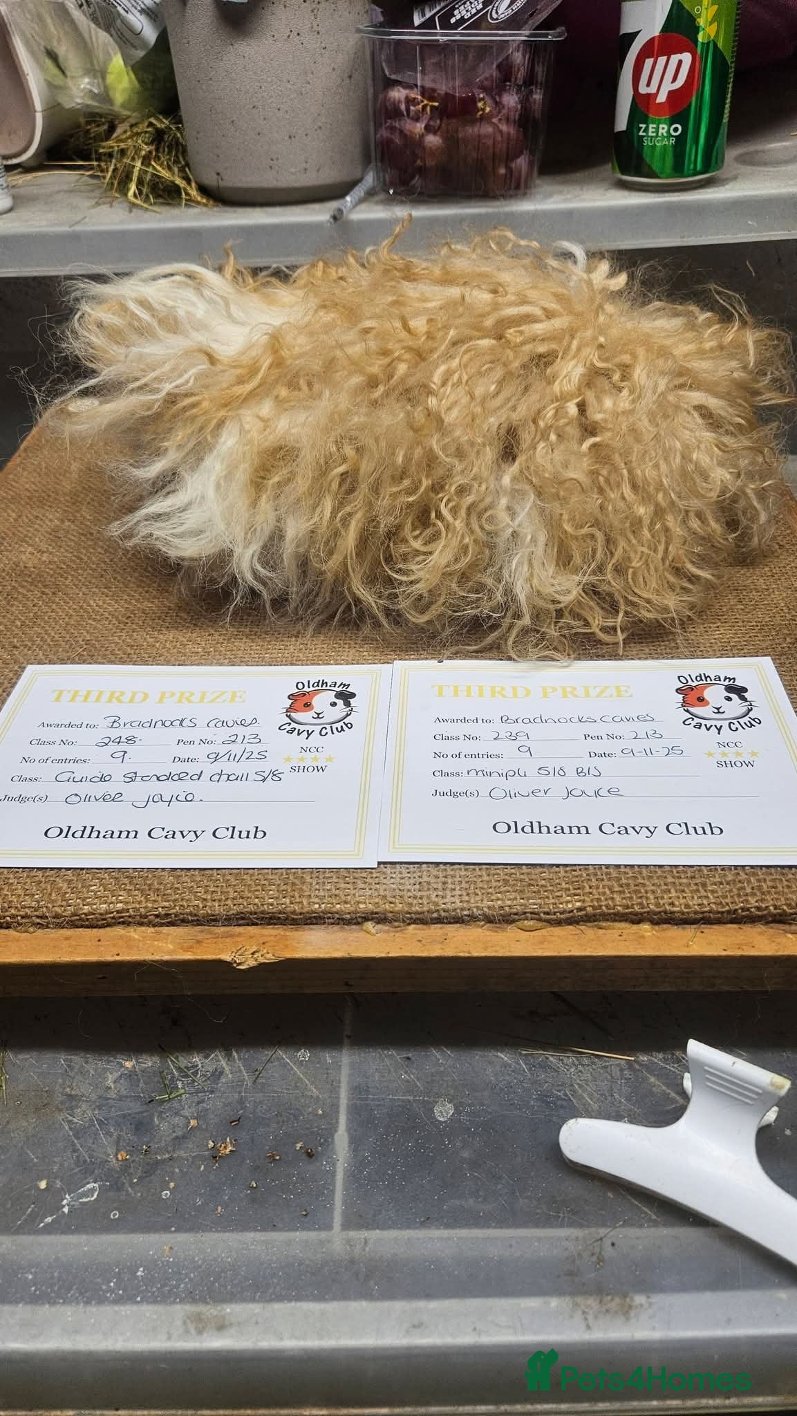 Guinea Pig rodents Rare minipli breeding trio, plus young pet sows - Advert 12