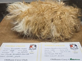 Guinea Pig rodents Rare minipli breeding trio, plus young pet sows - Advert 12