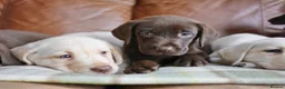 Labrador Retriever dogs for sale: Stunning Health Tested Labrador Puppies - Advert 8