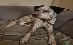 Mixed Breed dogs for sale: Husky/ dalmatian free - Image 10