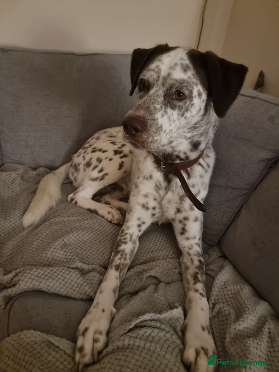 Mixed Breed dogs for sale: Husky/ dalmatian free - Image 10