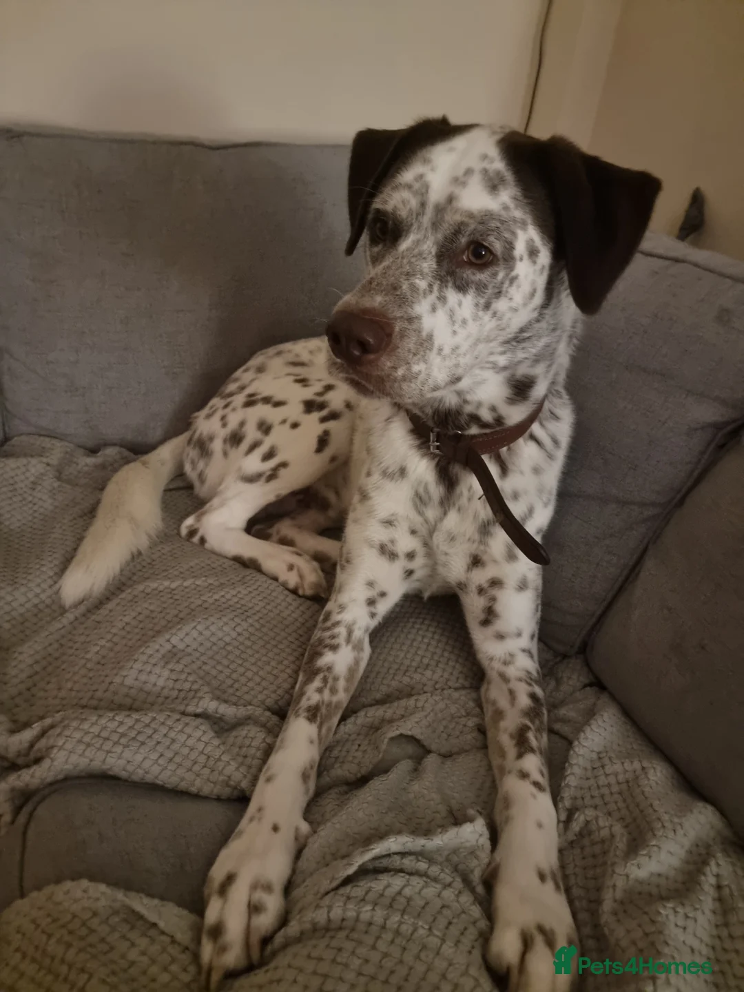 Mixed Breed dogs for sale: Husky/ dalmatian - Advert 10