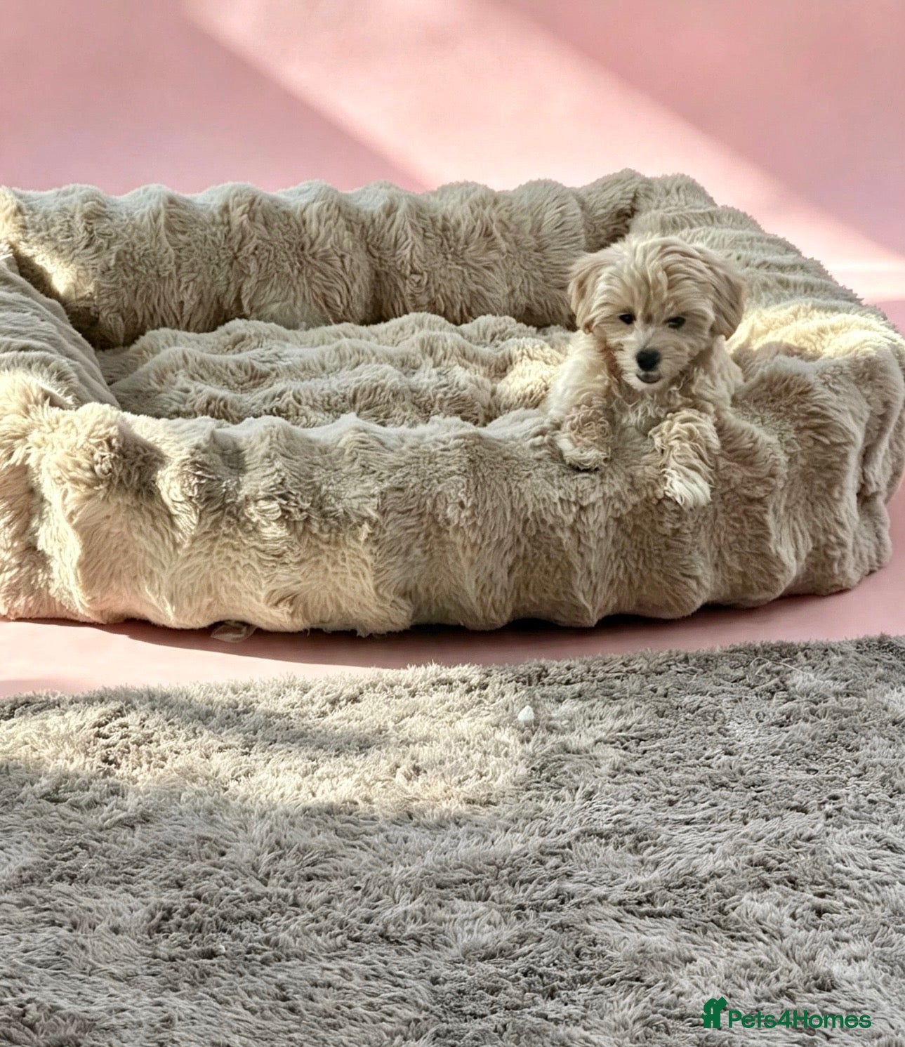 Maltipoo dogs Maltipoo puppys  - Advert 2