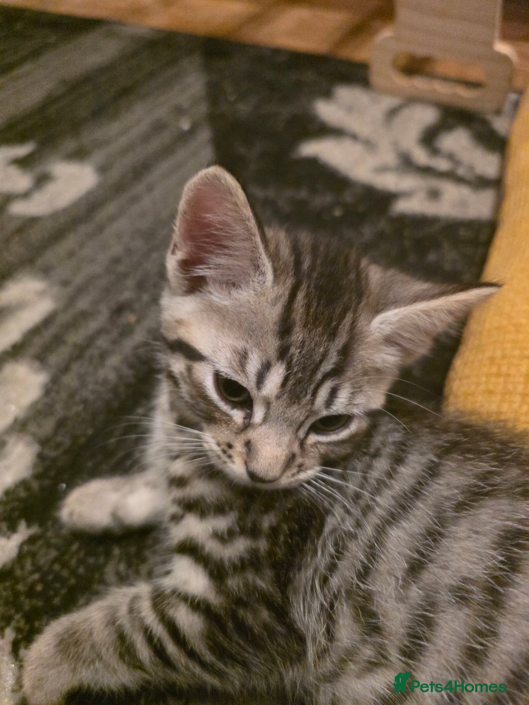 British Shorthair cats for sale: 2 male and one female kitten for sale - Advert 3