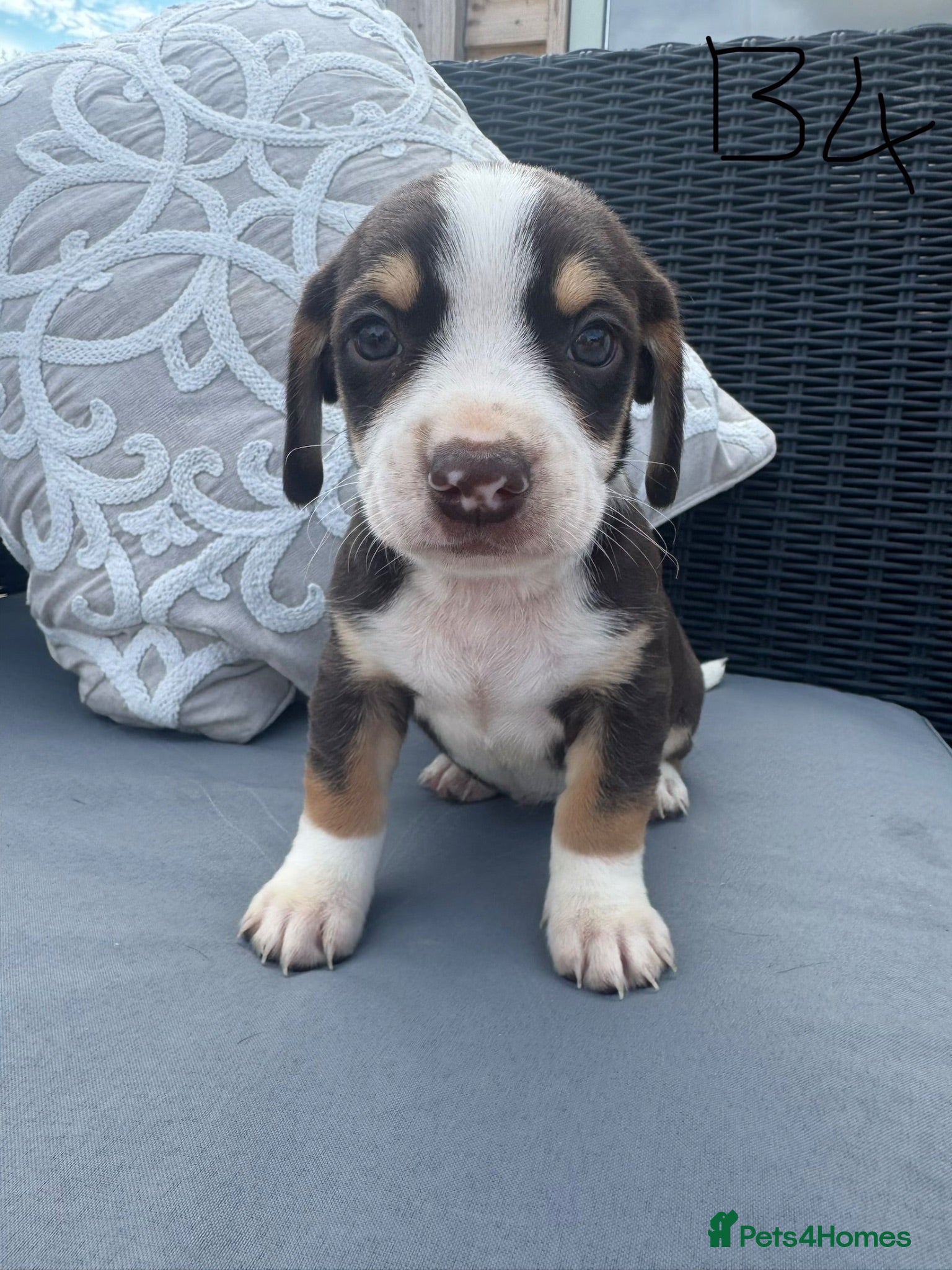 Mixed Breed dogs CHI SPANIEL PUPPIES READY 5th SEP - Advert 12