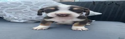 Mixed Breed dogs for sale: CHI SPANIEL PUPPIES READY 5th SEP - Advert 4