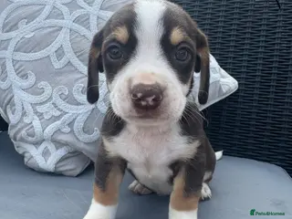 Mixed Breed dogs CHI SPANIEL PUPPIES READY 5th SEP - Advert 12