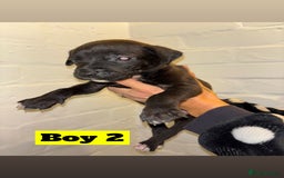 Mixed Breed dogs for sale: Beautiful Border collie/kelpie X staff cross pups - Image 3