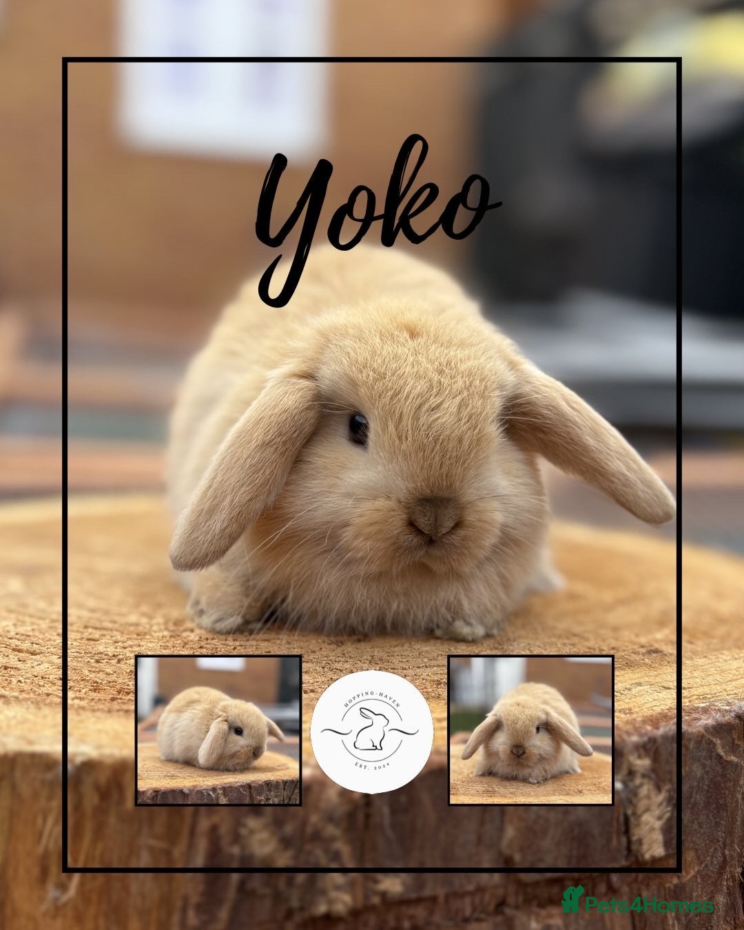 Mini Lop rabbits One boy available  - Advert 8