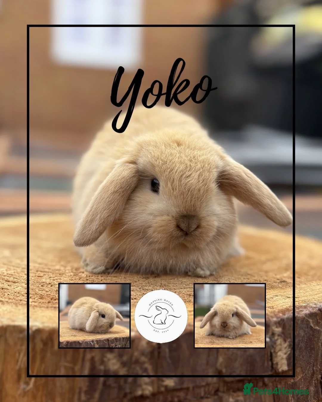 Mini Lop rabbits for sale: 2 Mini lop boys looking for their forever homes - Advert 2