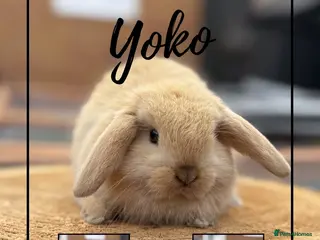 Mini Lop rabbits One boy available - Advert 8