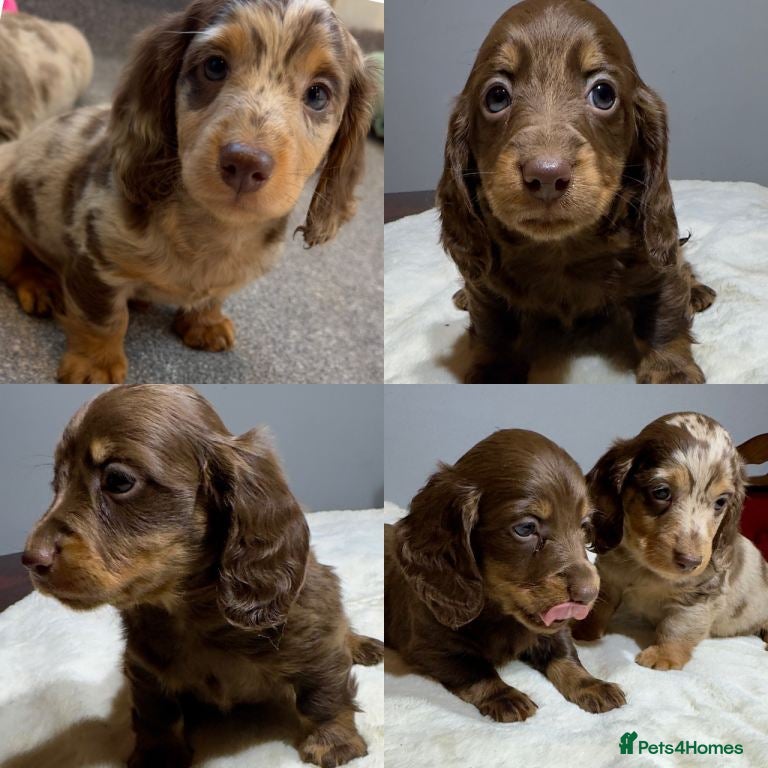 Miniature Dachshund dogs Beautiful Miniature Dachshund Puppies Ready to go - Advert 1