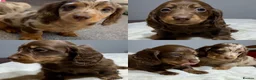 Miniature Dachshund dogs for sale: Beautiful Miniature Dachshund Puppies Ready to go in London - Advert 1