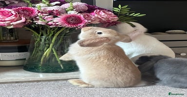 Mini Lop rabbits - Advert 3