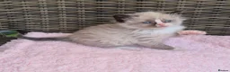 Ragdoll cats for sale: GCCF Registered Ragdoll Kittens  - Advert 8