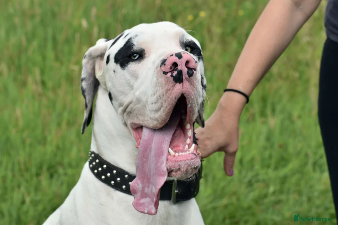 Great Dane dogs for stud: KC stud beautiful boy  - Advert 5