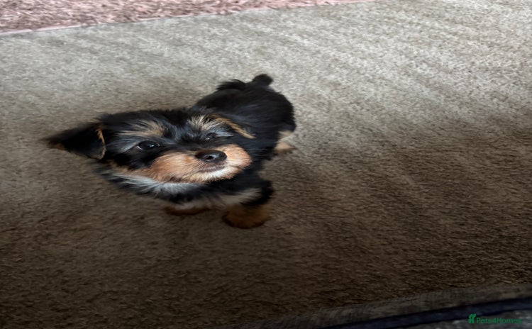 Yorkshire Terrier dogs - Advert 2
