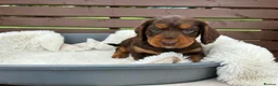 Cocker Spaniel dogs for sale:  🐾 KC Registered Cocker Spaniel Puppies - Advert 7