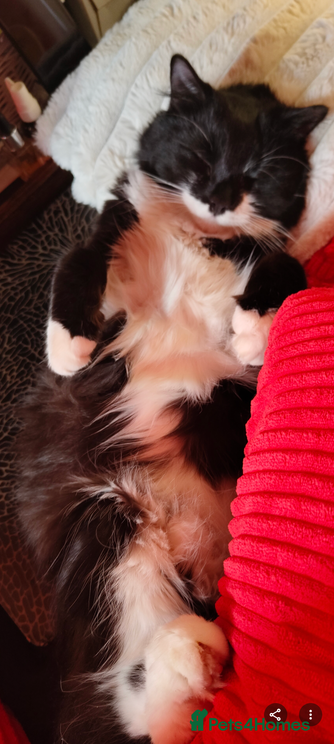 British Longhair cats for sale: Neutered black male kitten called 'Beef' - Advert 7