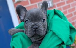 French Bulldog dogs for sale: Stunning French bulldog puppies 🐕 - Image 5