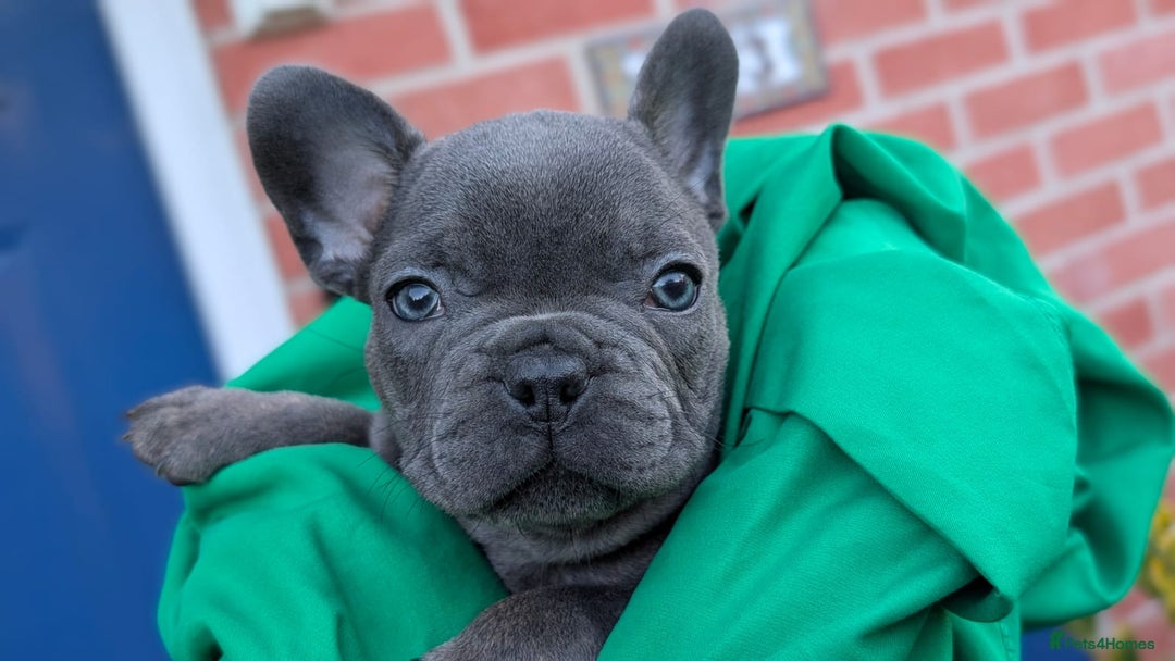French Bulldog dogs for sale: Stunning French bulldog puppies 🐕 - Image 5