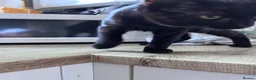 Bombay cats for sale: Prince - Advert 5