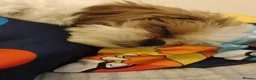 Shih Tzu dogs for sale: Adorable shih Tzu puppy for sale in Preston - Advert 2