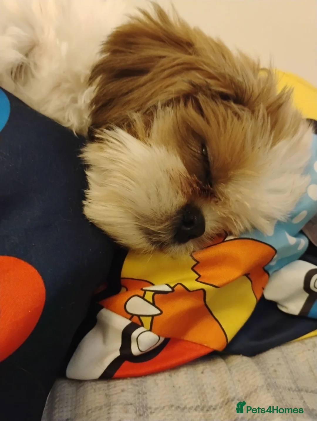 Shih Tzu dogs for sale: Adorable shih Tzu puppy for sale in Preston - Advert 2