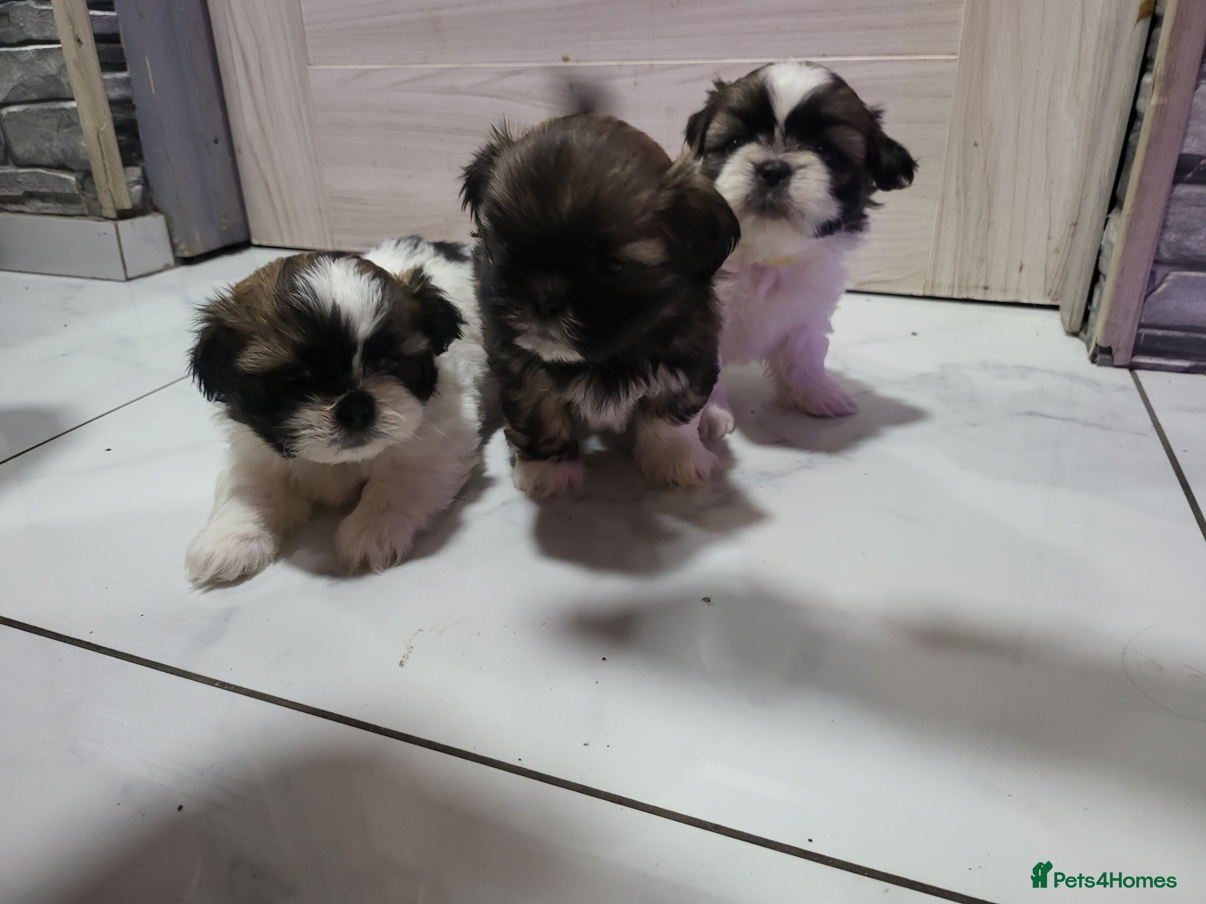 Shih Tzu dogs Shih tzu puppies - Advert 1