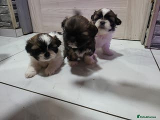 Shih Tzu dogs Shih tzu puppies - Advert 4