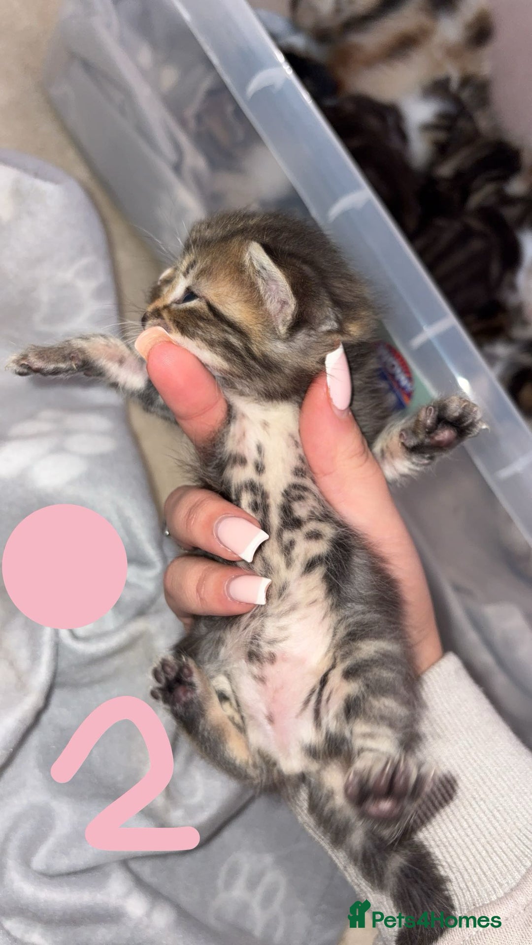 British Shorthair cats for sale: 6 beautiful kittens for sale  - Advert 5