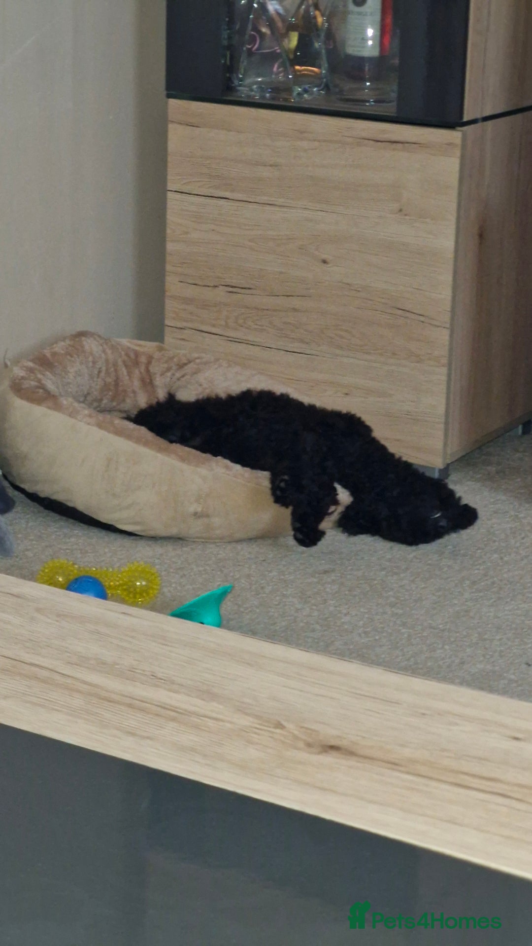 Cockapoo dogs for sale: Beautiful Black Cocapoo Boy - Advert 6