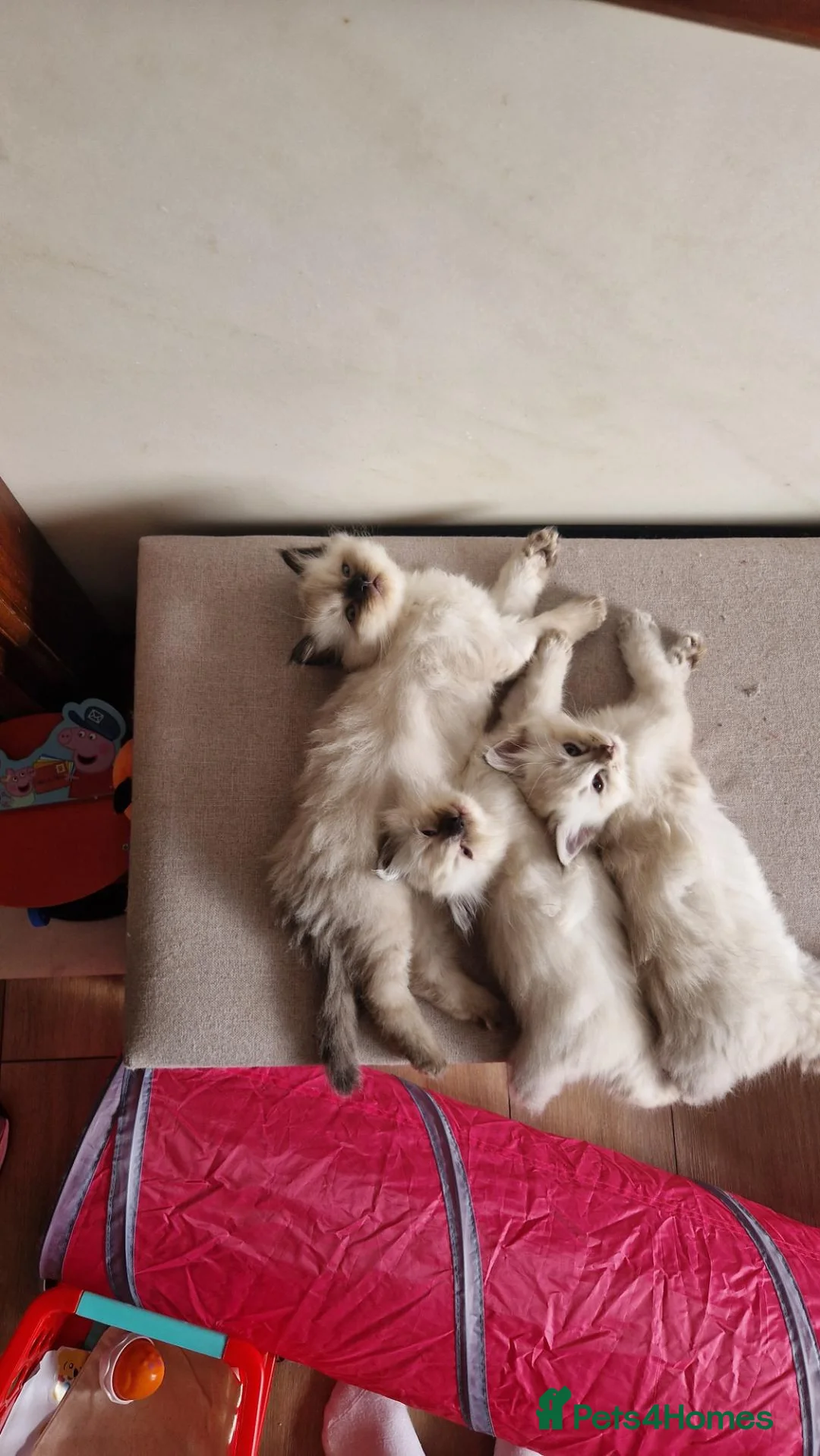 Ragdoll cats for sale: Ragdoll kittens - Advert 7