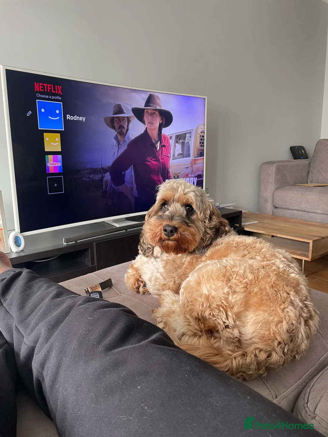 Cockapoo dogs for sale: Bailey the cockapoo  - Advert 5