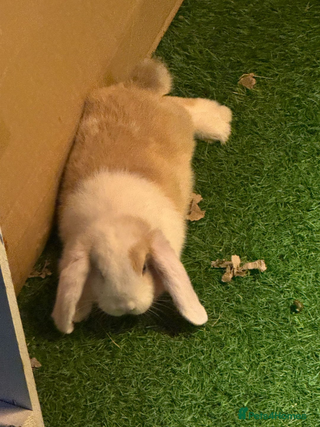 Mini Lop rabbits for sale: Pure mini lop Buck - Image 3