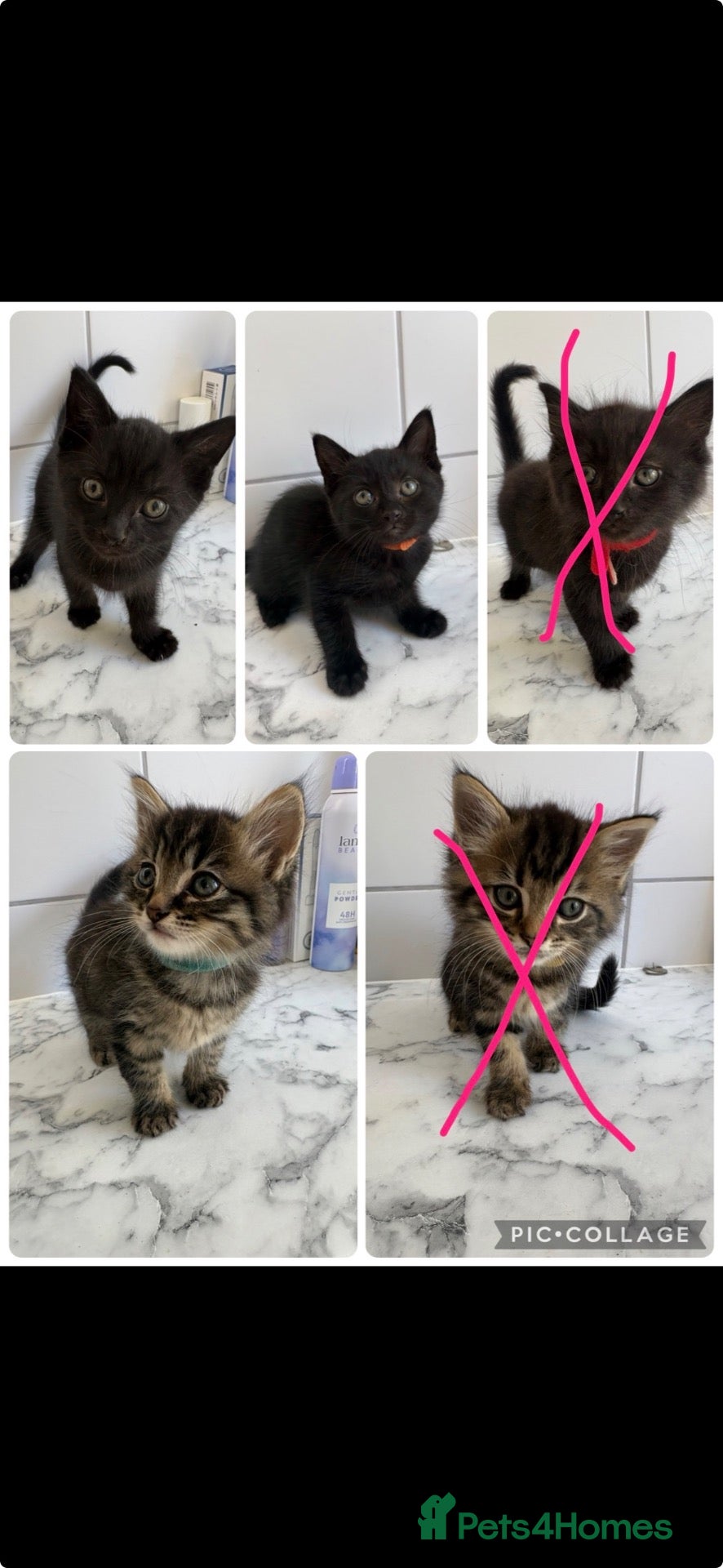 Mixed Breed cats Maine coon cross Rag doll litter  - Advert 7