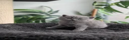 British Shorthair cats for sale: GCCF registered British Shorthair/ LH kittens  - Advert 8