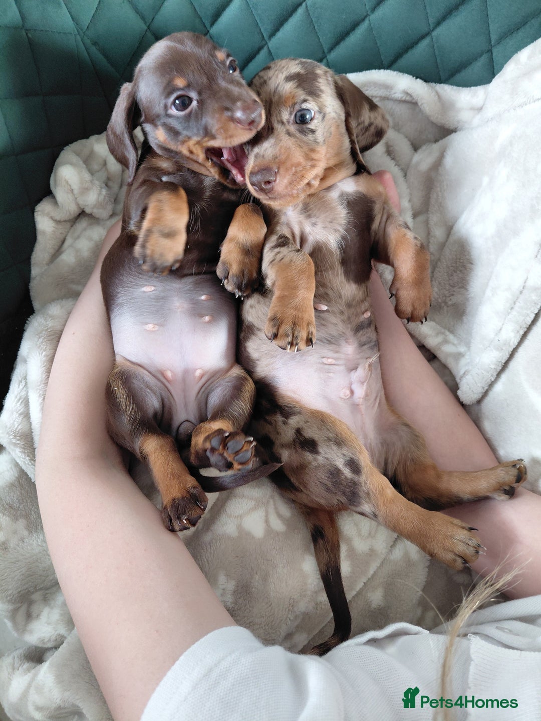 Dachshund dogs for sale: Miniature Daschund - Image 26