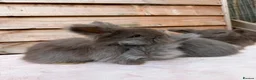 Angora rabbits for sale: pedigree angora rabbit - Advert 3