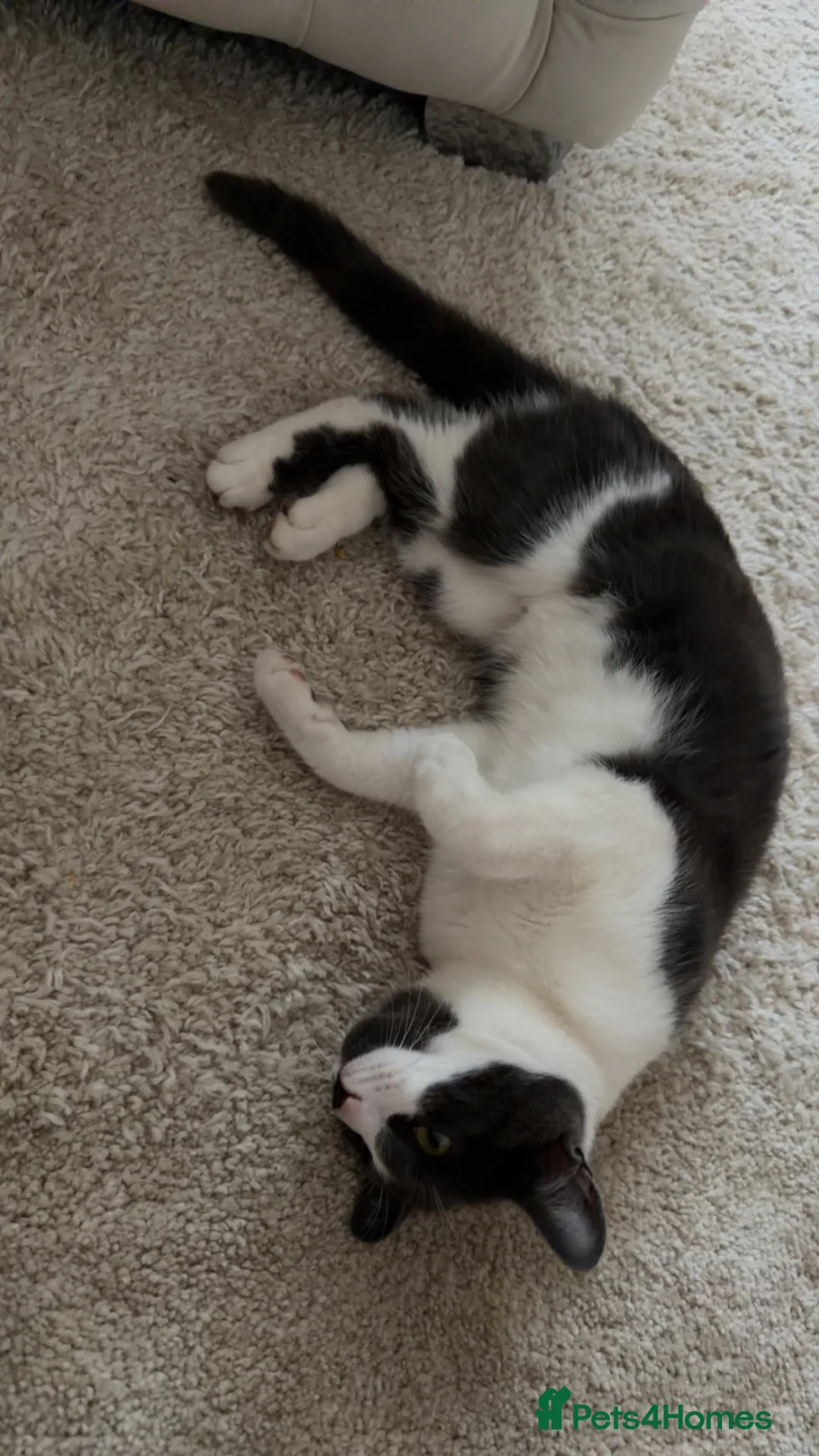 Mixed Breed cats for sale: Female cats  - Advert 3