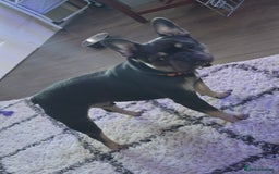 French Bulldog dogs for sale: 4yr old neutered pedigree male french bulldog - Advert 8