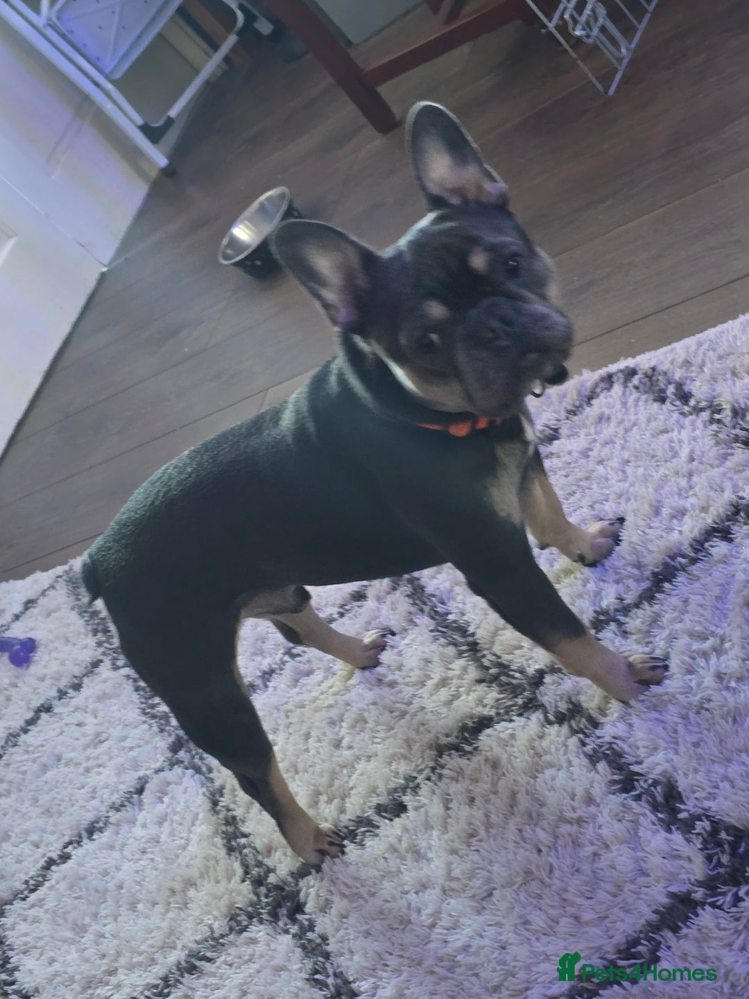 French Bulldog dogs for sale: 4yr old neutered pedigree male french bulldog - Advert 8