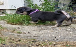 Pug dogs for sale: 2 KC Pug puppies available from a litter of 3. - Image 19