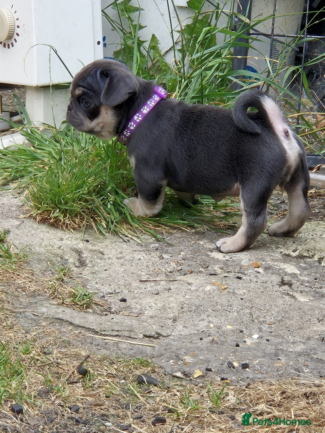 Pug dogs for sale: 2 KC Pug puppies available from a litter of 3. - Image 19
