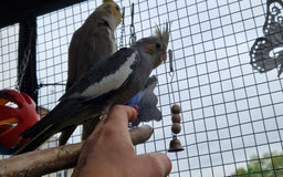 Cockatiels birds for sale: 1x 8 week old cockatiel £85  - Image 8
